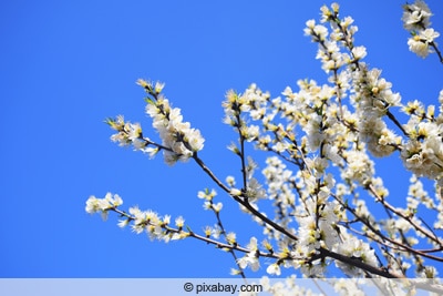 Aprikose, Marille, Prunus armeniaca