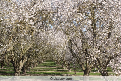 Aprikose, Marille, Prunus armeniaca