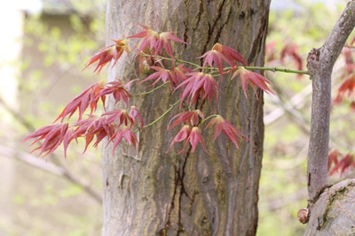 japanischer Fächerahorn