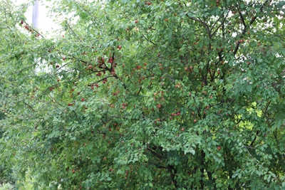 Mirabellenbaum