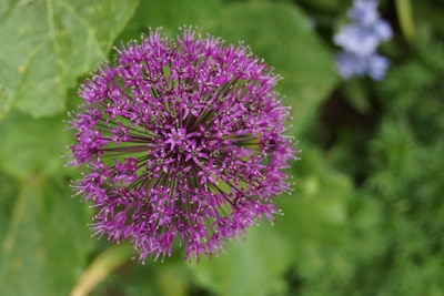 Allium Zierlauch