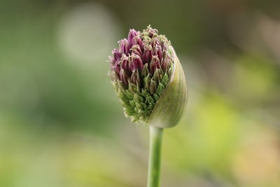 Allium Zierlauch