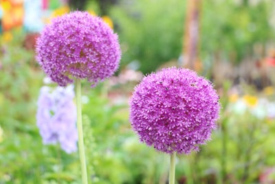 Allium Zierlauch