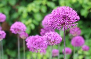 Allium Zierlauch