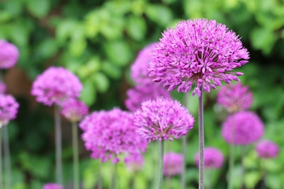 Allium Zierlauch