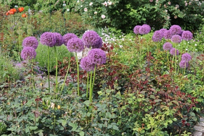 Allium Zierlauch