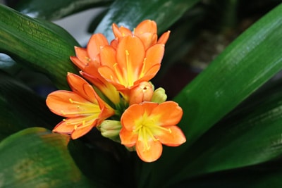 Clivia Klivie Riemenblatt