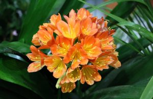 Clivia Klivie Riemenblatt