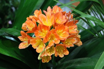 Clivia Klivie Riemenblatt