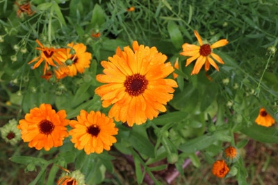 Ringelblume Blumenwiese