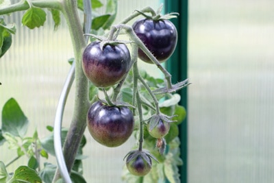Blueberry Tomatensorte
