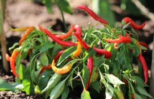 Chili, Capsicum