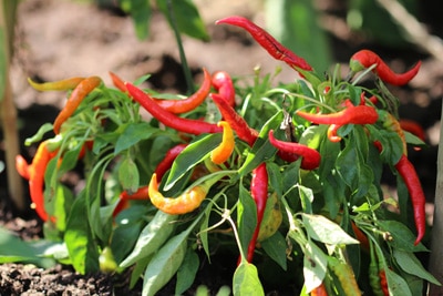 Chili, Capsicum