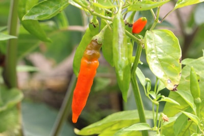 Chili, Capsicum