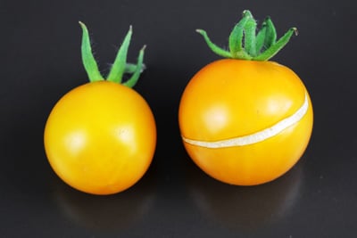 gelbe Tomatensorten