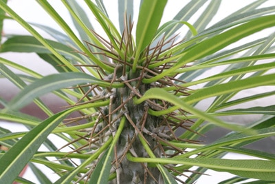 Madagaskarpalme Pachypodium lamerei