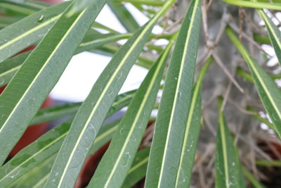 Madagaskarpalme Pachypodium lamerei