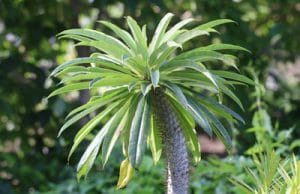 Madagaskarpalme Pachypodium lamerei