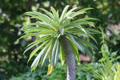 Madagaskarpalme Pachypodium lamerei