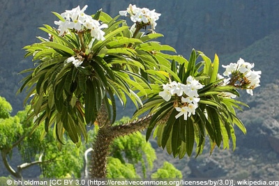 Madagaskarpalme Pachypodium lamerei