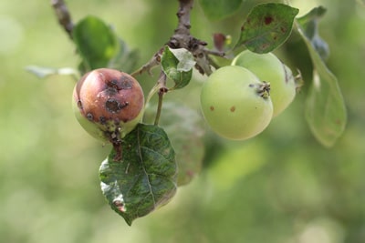 Apfel Malus faul