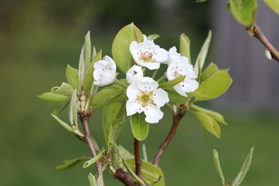 Birnensorten