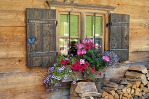 Blumen am Fenster