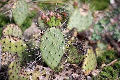 Opuntia phaeacantha winterharte Kakteen