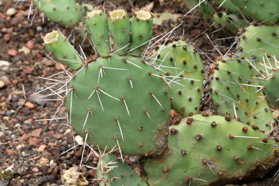 Opuntia engelmannii