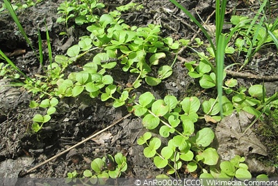 Lysimachia