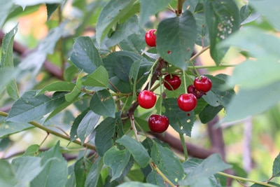 Kirsche unterpflanzen Obstbäume