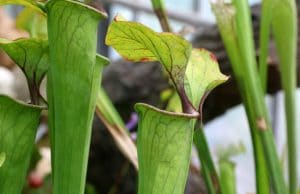 Sarracenia