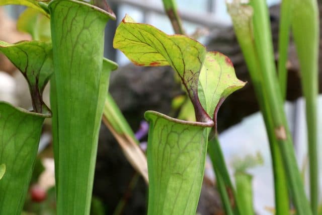 Sarracenia