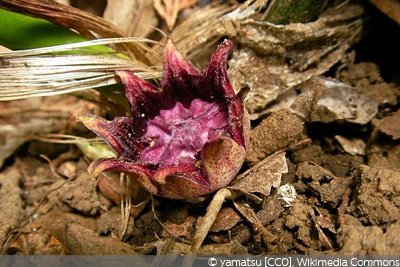 Aspidistra