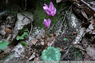 Cyclamen purpurascens