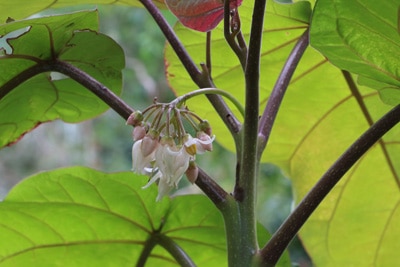 Tamarillo