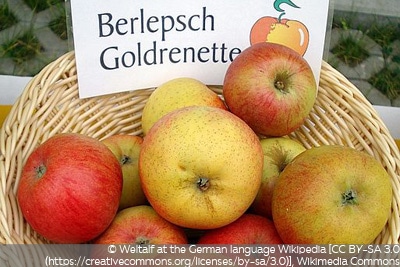 Apfel Berlepsch