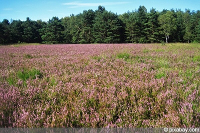 Besenheide