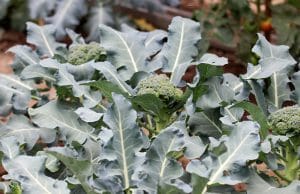 Brassica oleracea, Wintergemüse