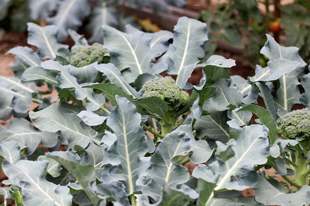 Brassica oleracea, Wintergemüse