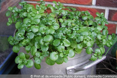 Nasturtium officinale