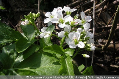 Nasturtium officinale