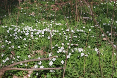 Anemone nemorosa