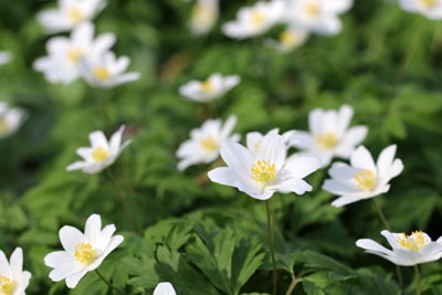 Anemone nemorosa