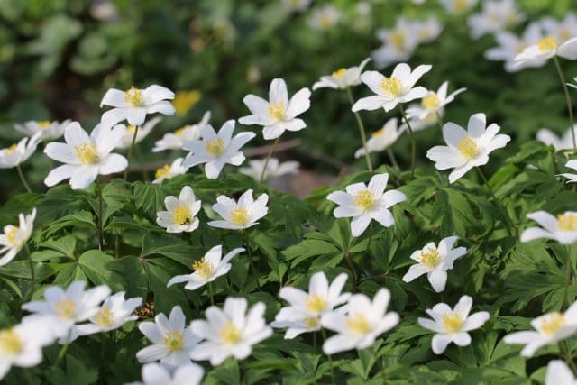 Beliebte Frühblüher in Garten, Wiese und Wald - Gartendialog.de