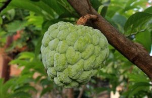 Cherimoya