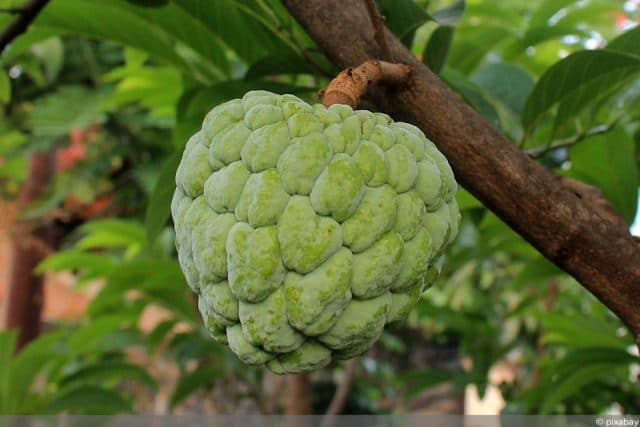 Cherimoya