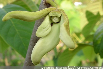 Cherimoya