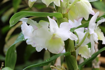 Dendrobium Orchidee