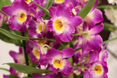 Orchidee